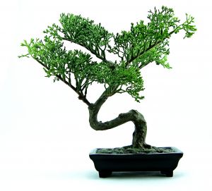 994671_bonsai